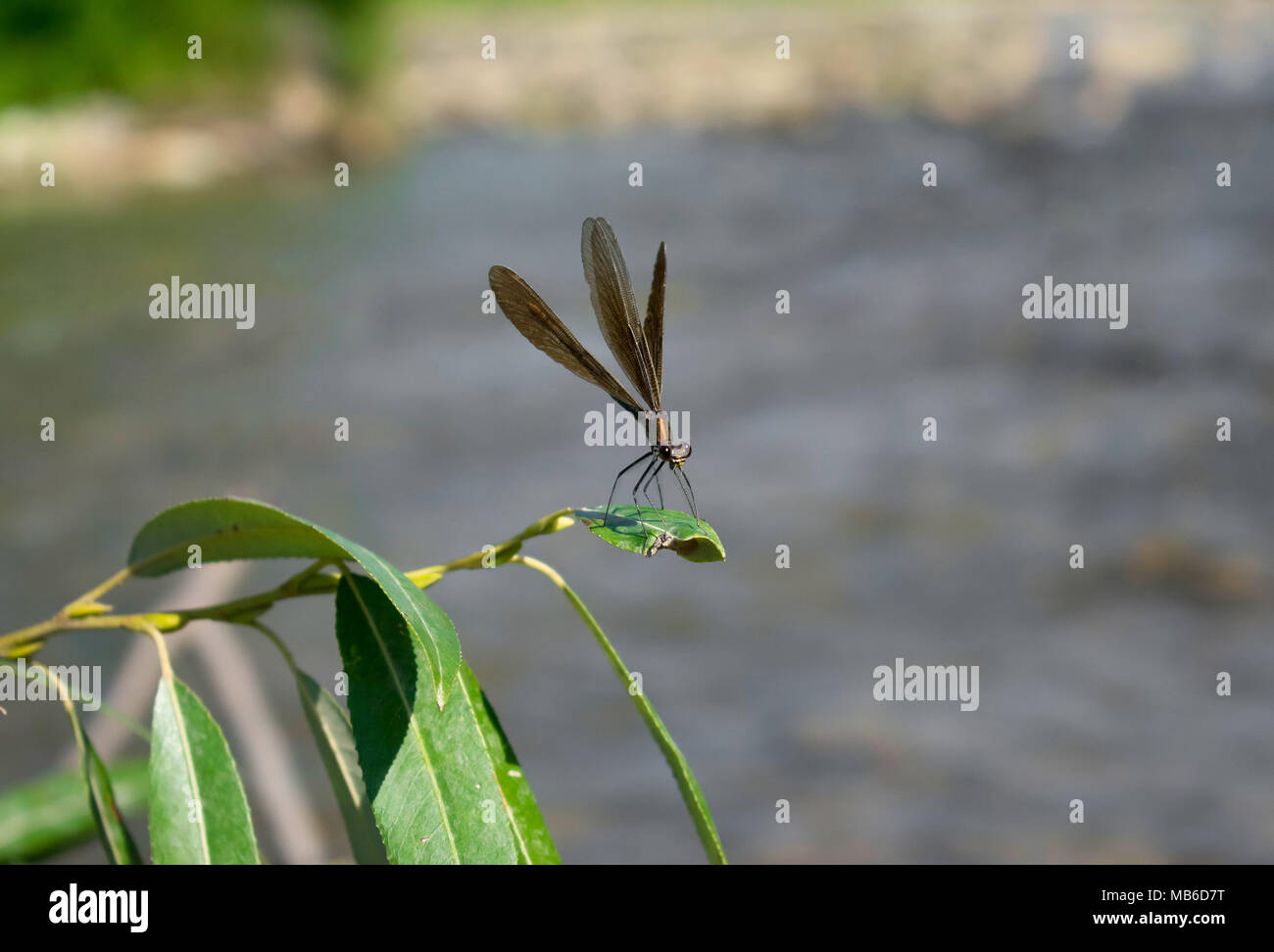 Dragonfly Demselfly Stockfoto