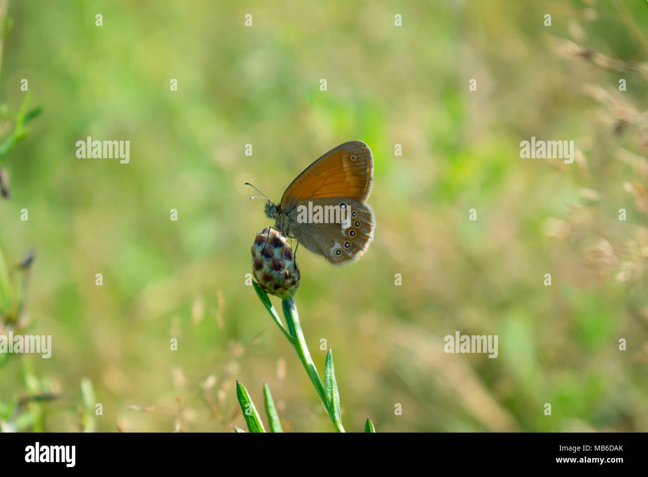 Perlige Heide Schmetterling Stockfoto
