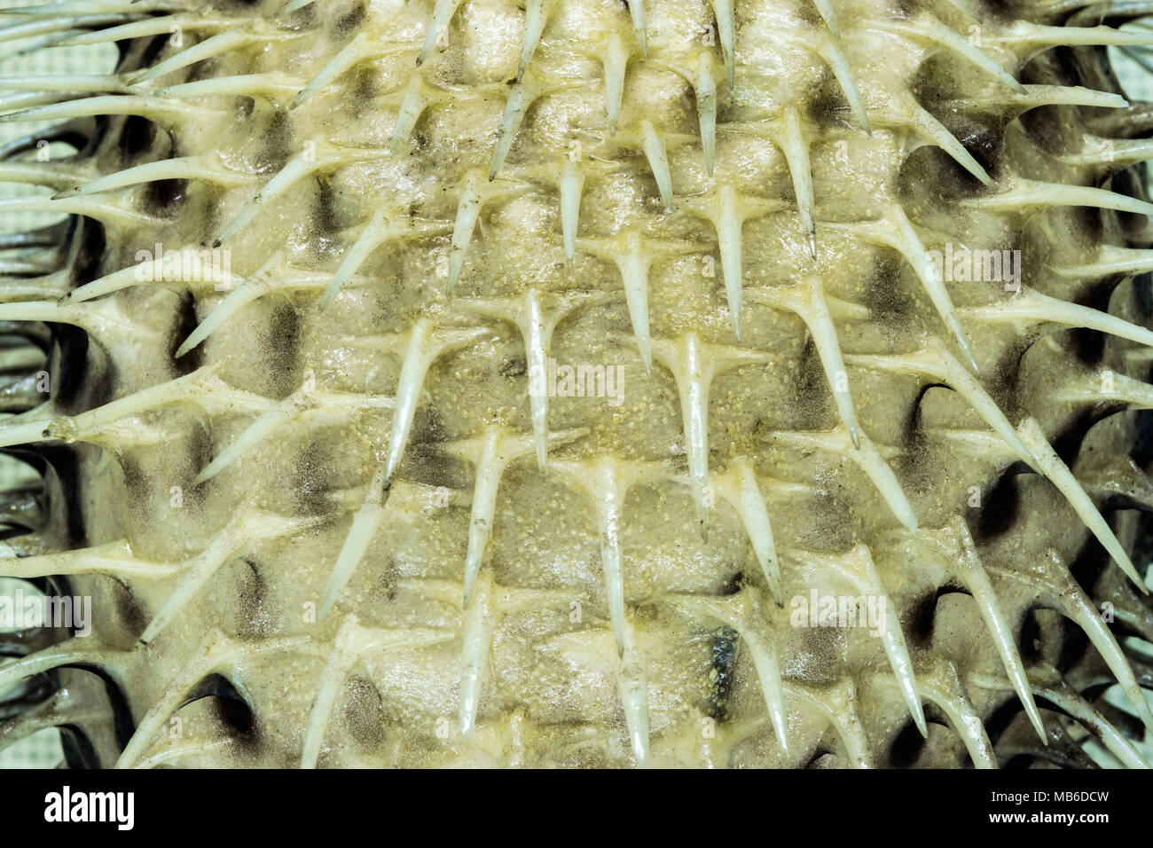 Close up up gefüllte Kugelfisch spikes Hintergrund Stockfoto