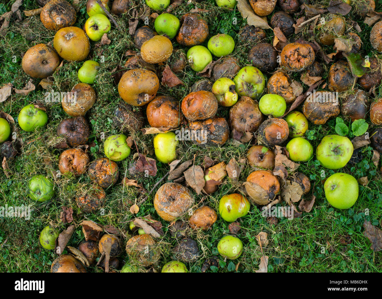 Verfaulender Windfall bramley Äpfel (Malus domestica) auf Gras im Herbst Stockfoto