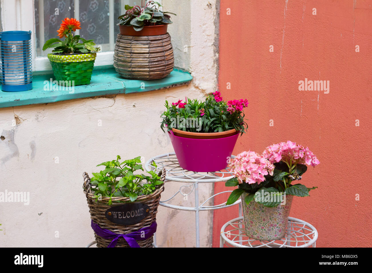 Blumen in Töpfe mit Wand und Fenster Stockfoto