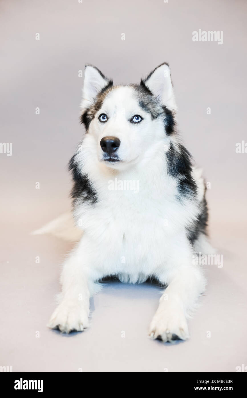 Husky Hund in ein Studio mit einem grauen Hintergrund Stockfoto