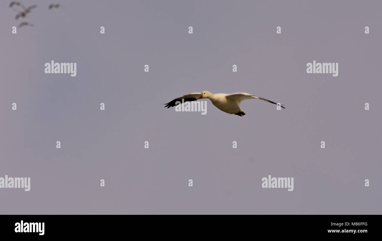 Schnee Gänse fliegen Nord Stockfoto