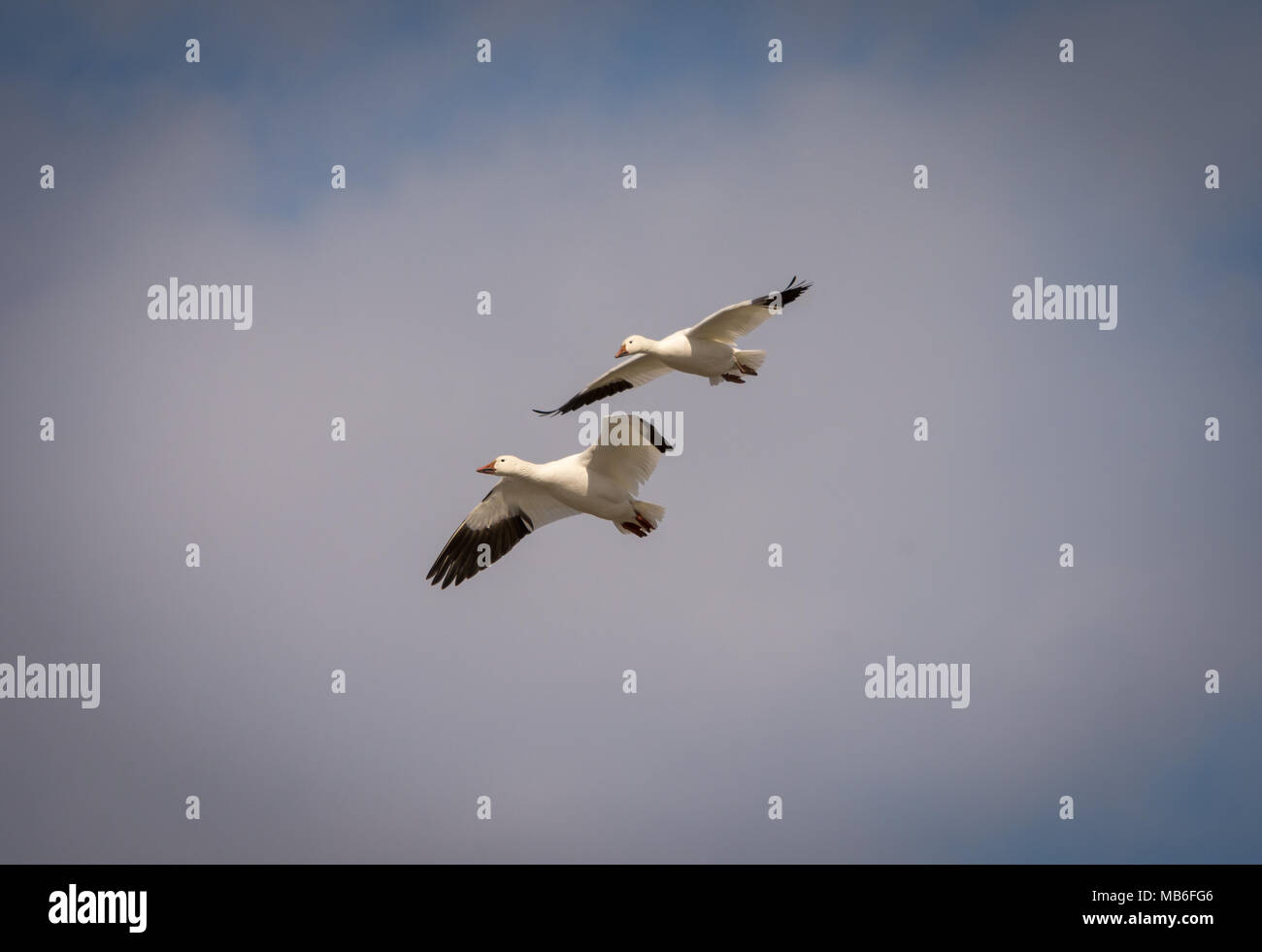 Schnee Gänse fliegen Nord Stockfoto