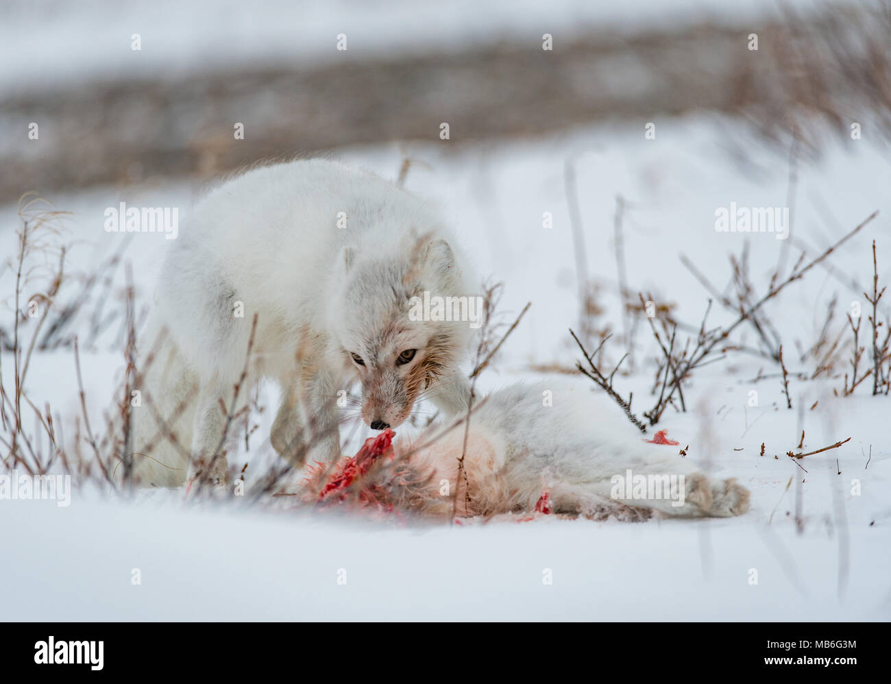 Kannibalismus. Arctic fox Essen ein weiterer Arctic Fox. Stockfoto