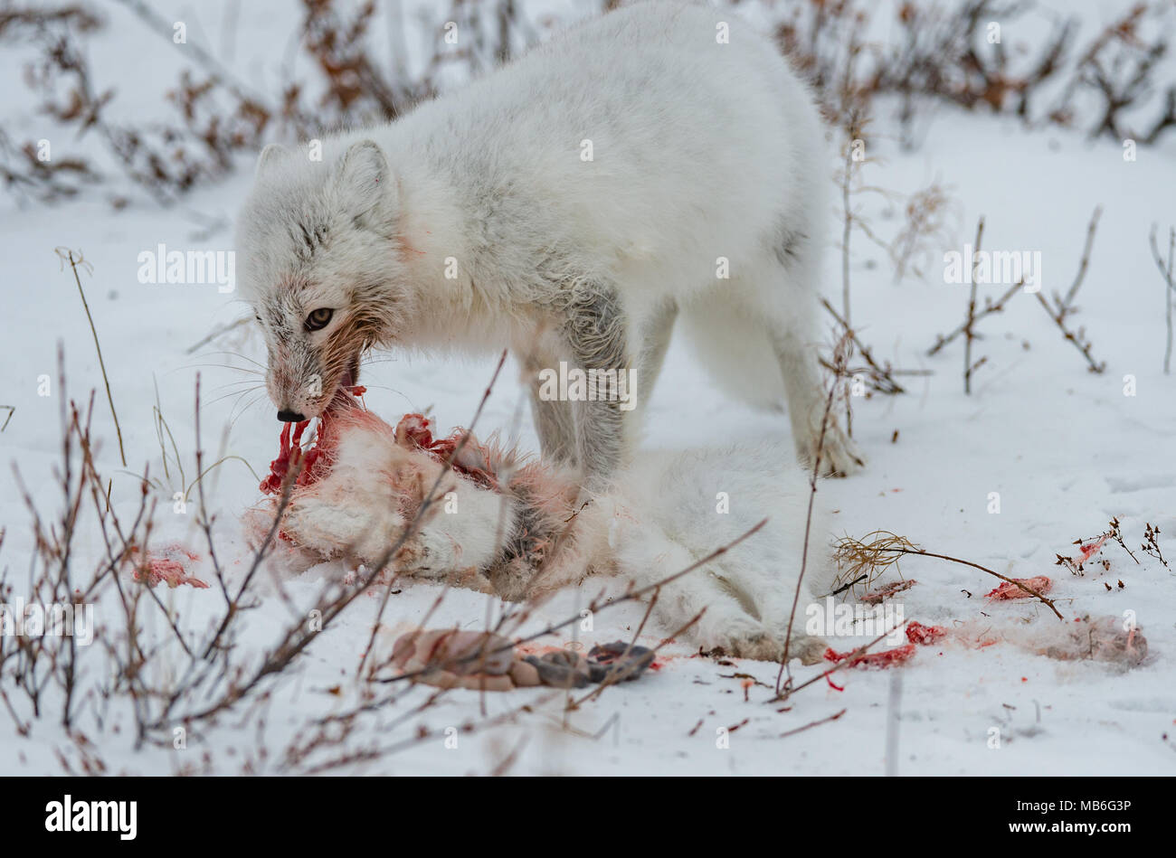 Kannibalismus. Arctic fox Essen ein weiterer Arctic Fox. Stockfoto