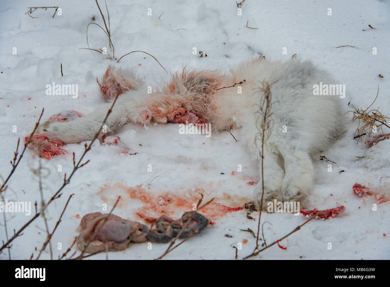 Kannibalismus. Arctic fox Essen ein weiterer Arctic Fox. Stockfoto