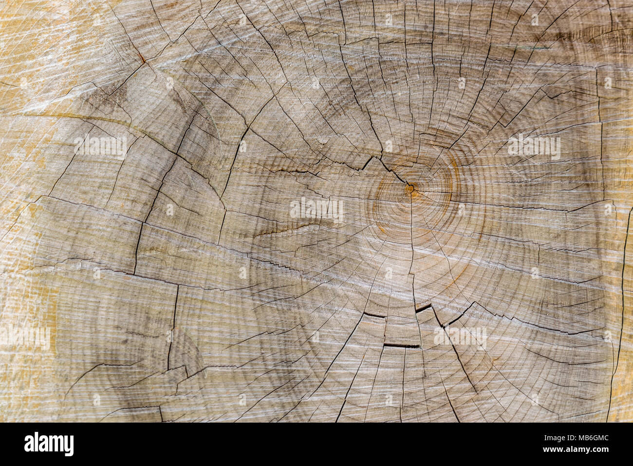 Schnitt durch Baum Abschnitt mit Ringen und Risse Landschaft für Hintergrund Stockfoto