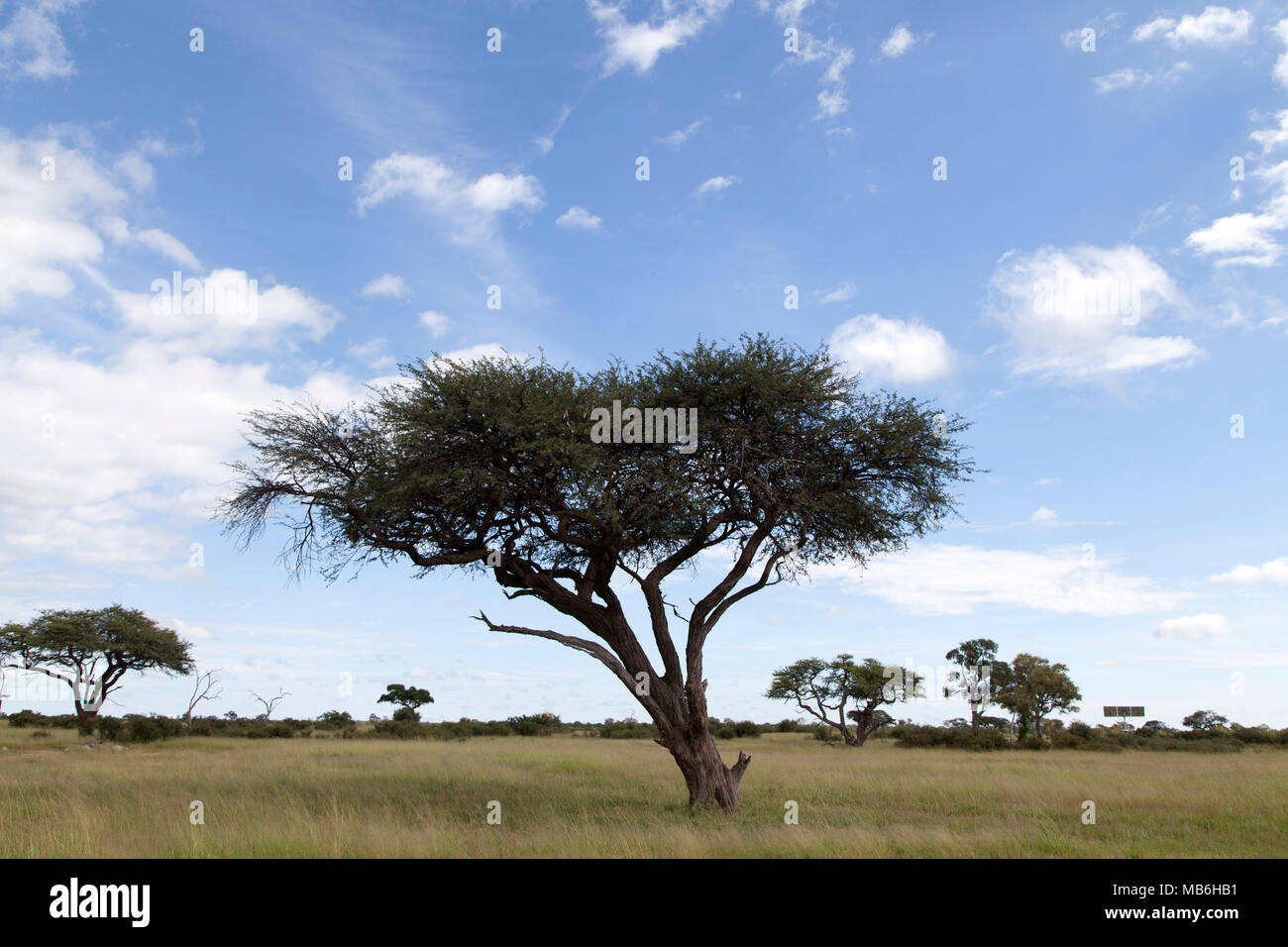 Akazie in Hwange National Park in Simbabwe. Akazien sind auch als wattles bekannt. Stockfoto
