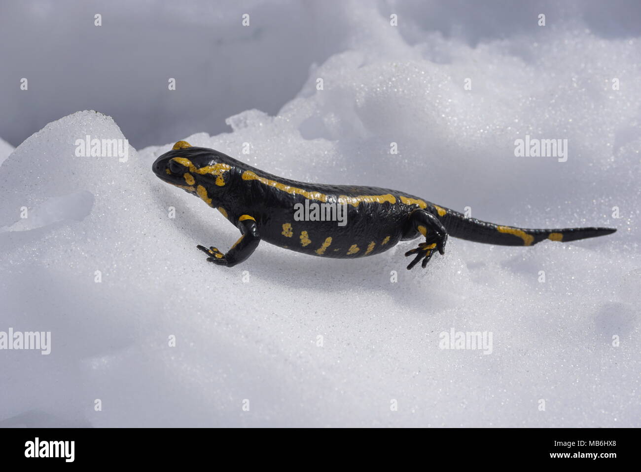 Ein feuersalamander, Salamandra salamandra, im Schnee, Massif des Alberes, Pyrenees Orientales, Frankreich Stockfoto