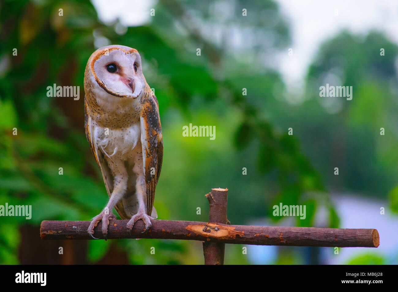 Nahaufnahme der Schleiereule / tyto Alba aus Indonesien Stockfoto