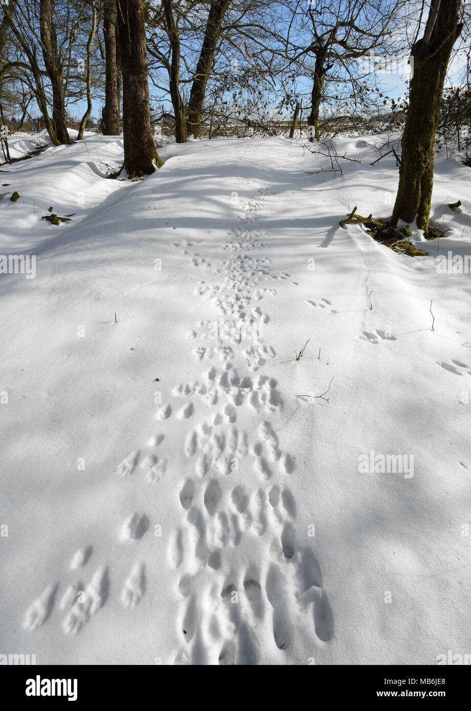 Tierspuren im Schnee im Winter Woodland Mendip Hills Stockfoto