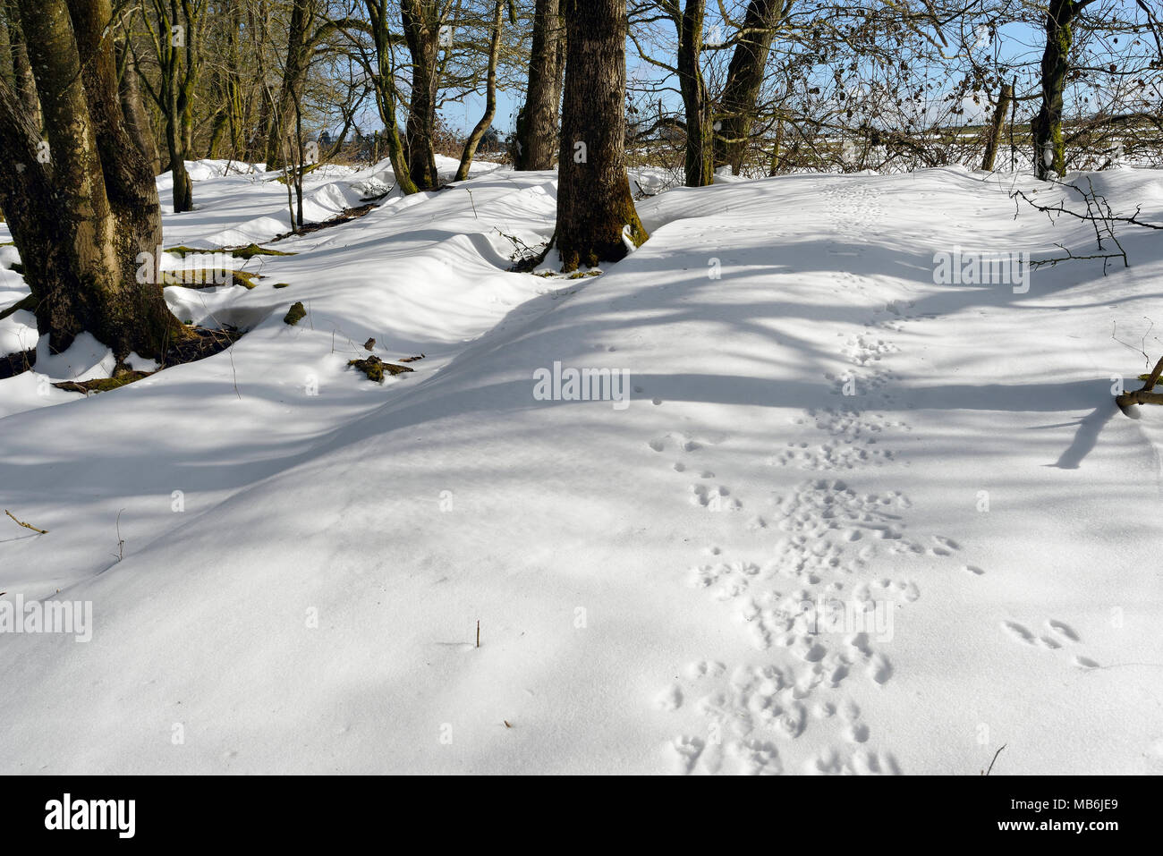 Tierspuren im Schnee im Winter Woodland Mendip Hills Stockfoto