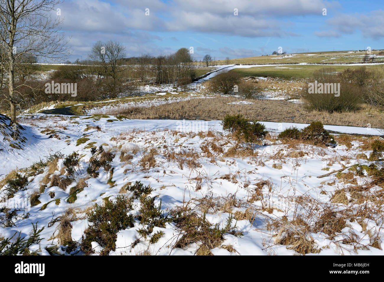 Kartause Mine Reed Bett im Schnee, Mendip Hills, Somerset Stockfoto