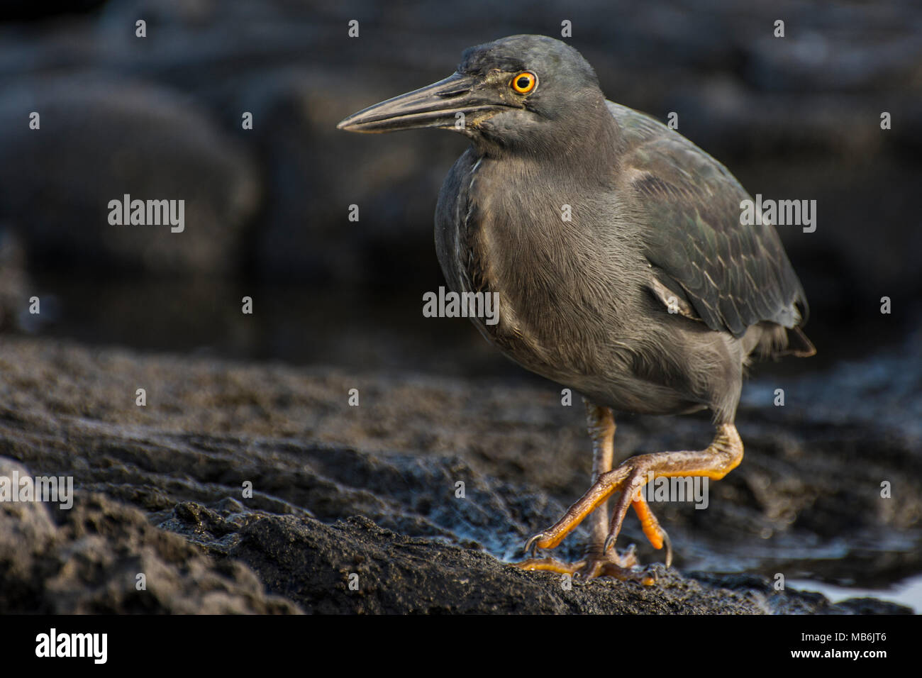 Eine Galapagos heron Stalking entlang der felsigen Lava Beach, es ist völlig auf die Suche nach Beute wie Krabben und andere kleine Tiere zu essen. Stockfoto
