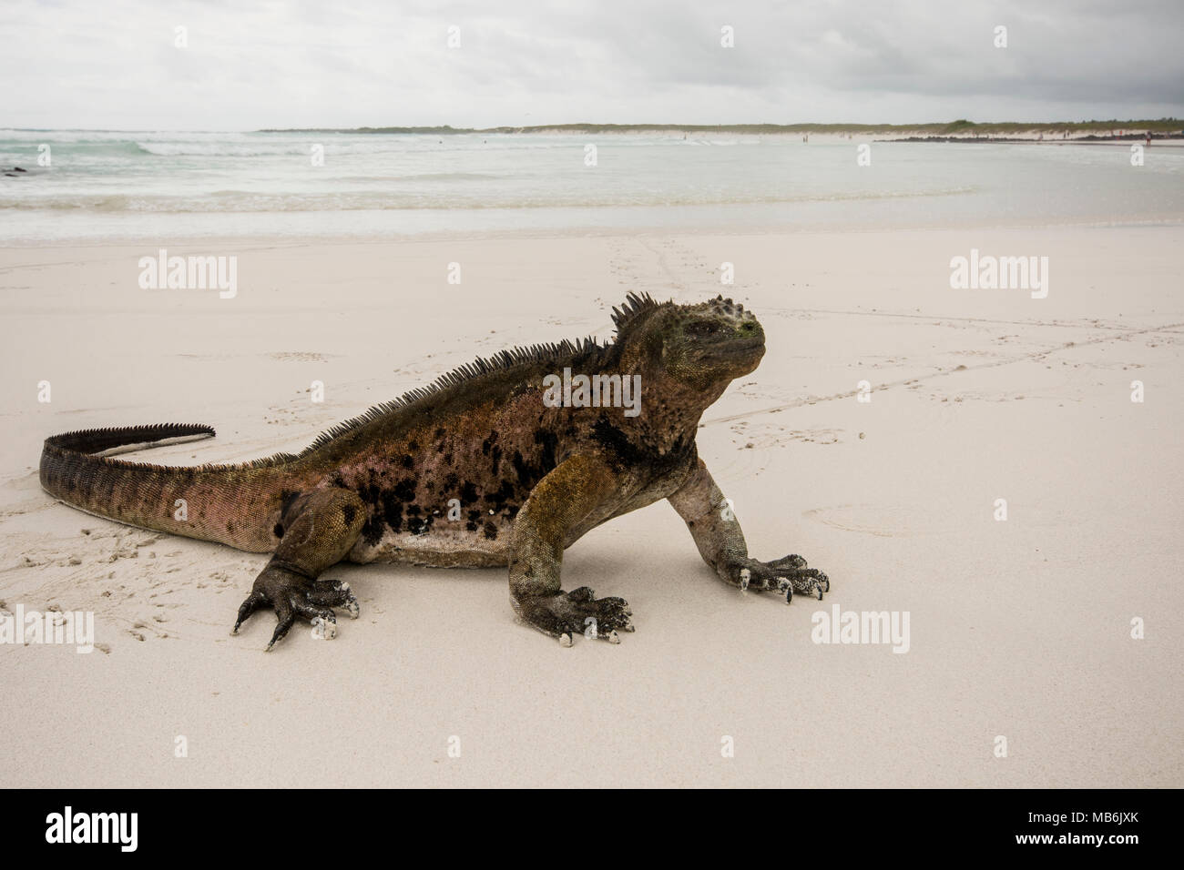 Ein Marine iguana an einem weißen Sandstrand in Santa Cruz Insel auf Galapagos, Ecuador. Stockfoto