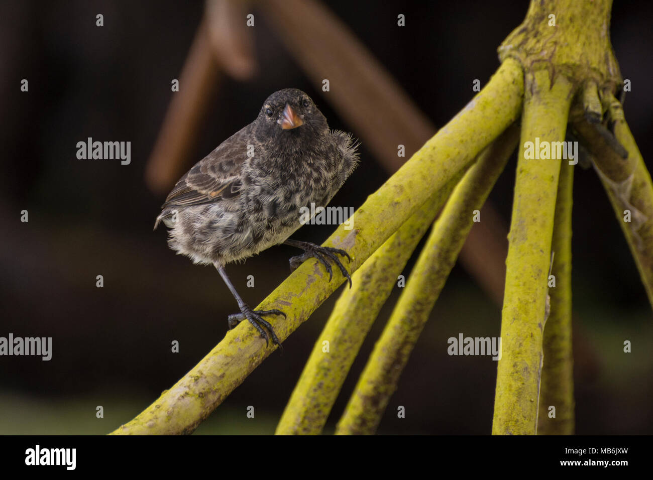 Eine kleine Grundfinken (Geospiza fuliginosa) eine Art endemisch auf den Galapagos Inseln und berühmt als eine der Vogelarten Darwin studiert. Stockfoto
