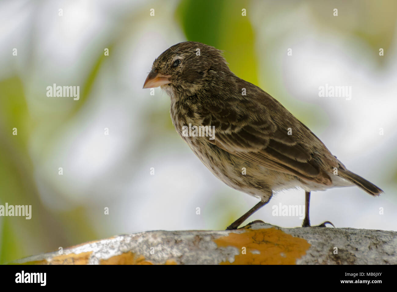 Eine kleine Grundfinken (Geospiza fuliginosa) eine Art endemisch auf den Galapagos Inseln und berühmt als eine der Vogelarten Darwin studiert. Stockfoto