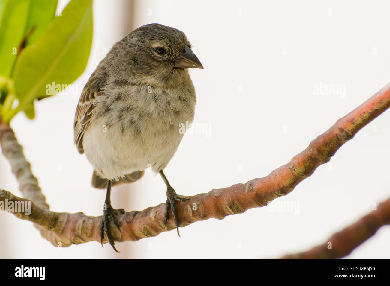 Eine kleine Grundfinken (Geospiza fuliginosa) eine Art endemisch auf den Galapagos Inseln und berühmt als eine der Vogelarten Darwin studiert. Stockfoto