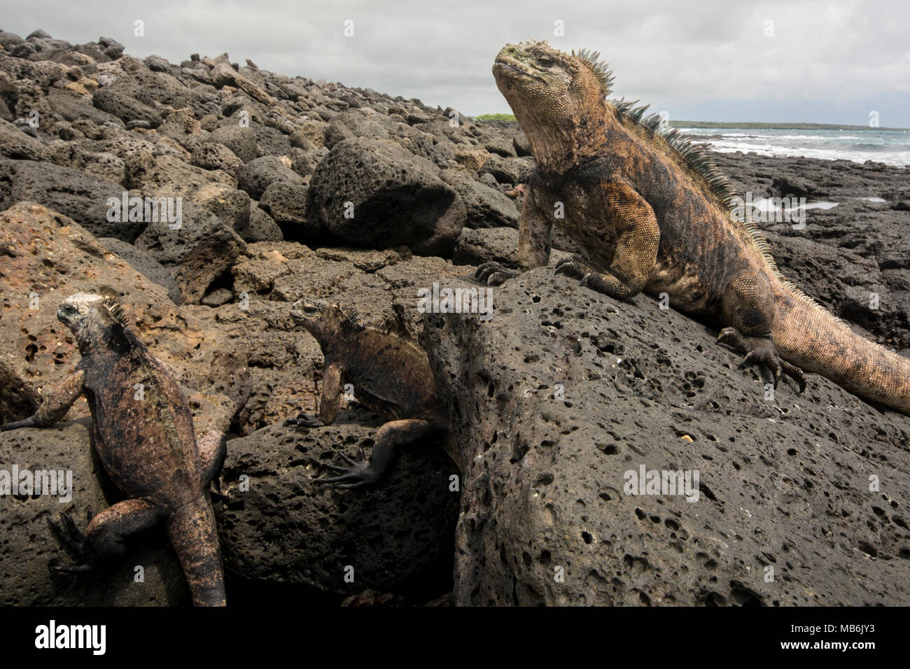 Ein Marine iguana Sitzen auf einem Lavafelsen in der Galapagos Inseln, die mit Blick auf seinem Gebiet und eine Frau in der Ecke des Bildes. Stockfoto