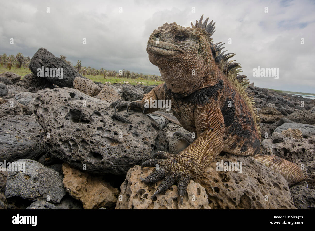Ein Marine iguana von den Galapagos, felsigen Lebensraum ist gut mit einer grüneren Ökosystem in der Nähe der Kante sichtbar, von Santa Cruz, Galápagos. Stockfoto