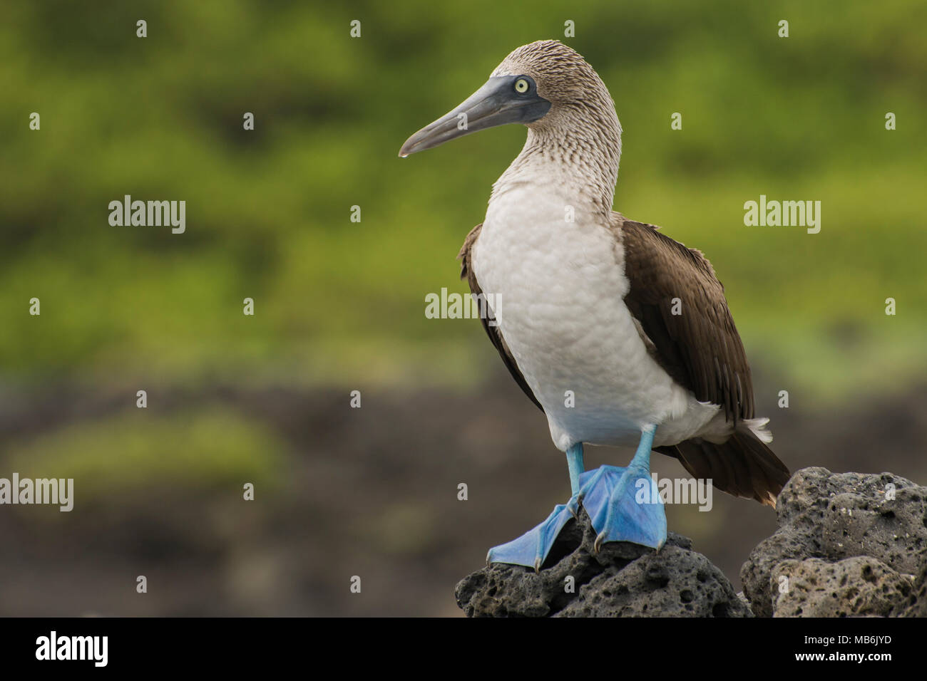 Ein blue footed Booby aus der Galapagos Inseln, einem der charismatischsten und erkennbare Vogelarten. Stockfoto