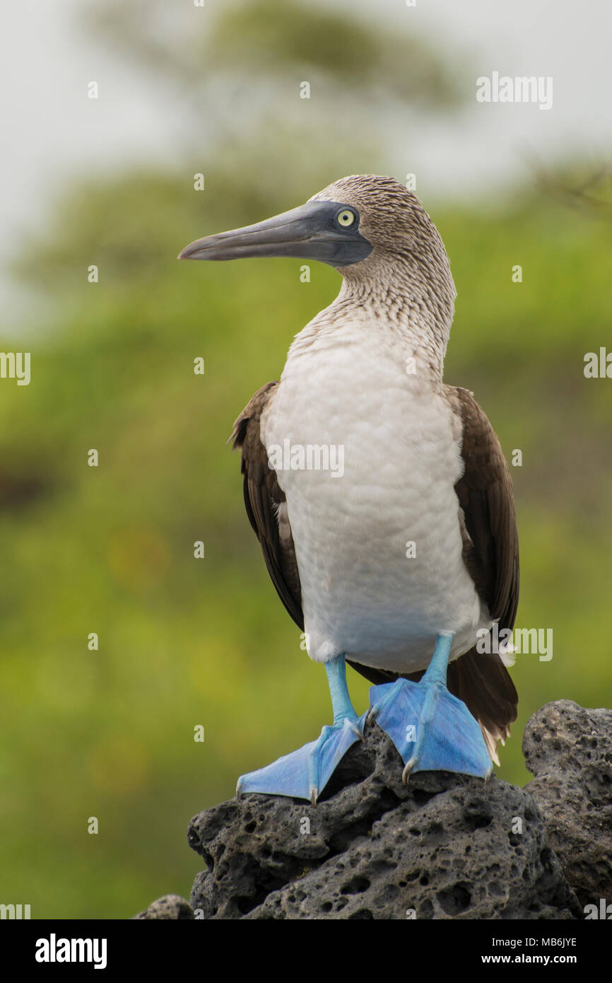 Ein blue footed Booby aus der Galapagos Inseln, einem der charismatischsten und erkennbare Vogelarten. Stockfoto