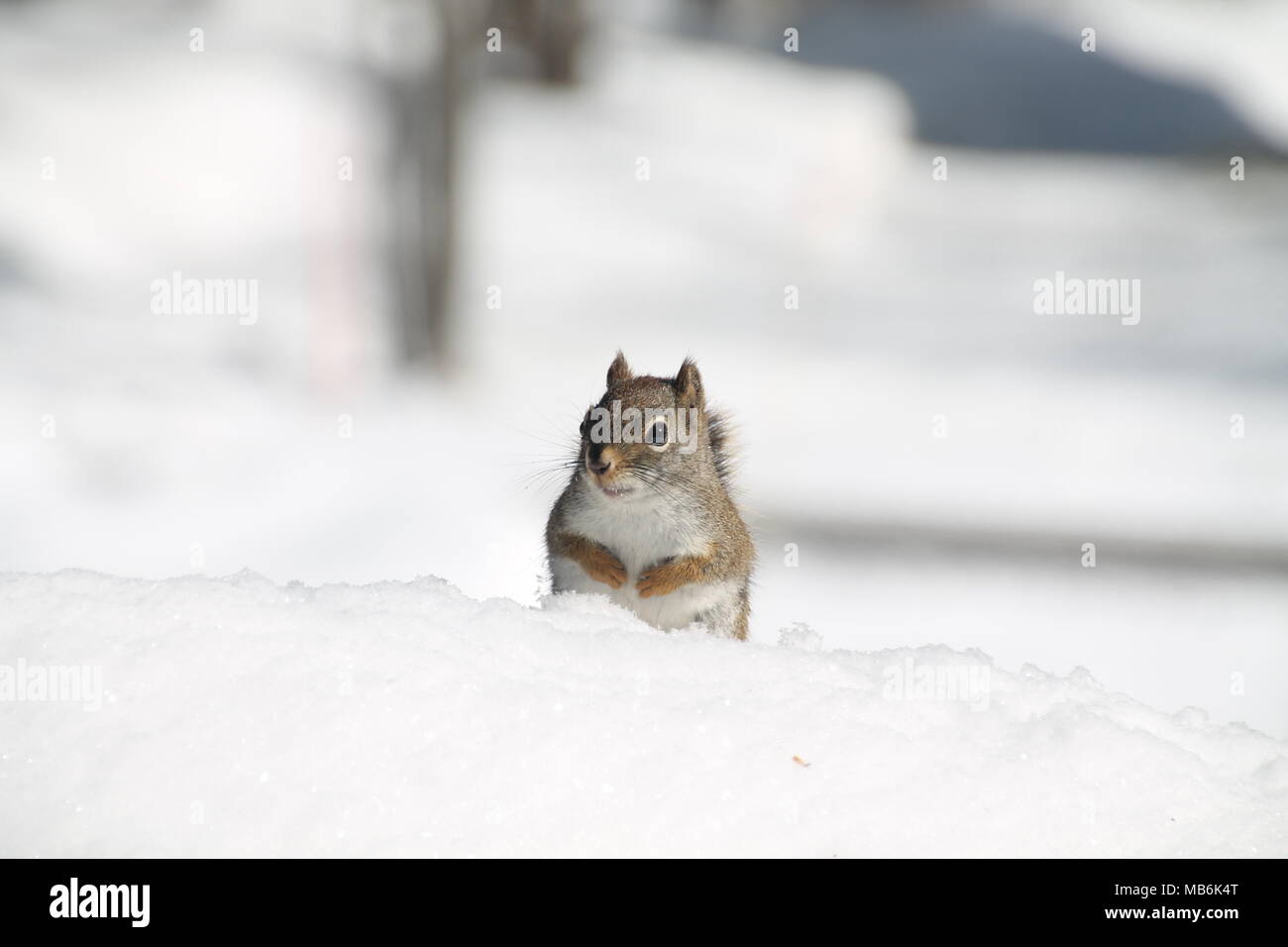 Eichhörnchen wundern... Denken wohin man als nächstes gehen soll. Stockfoto