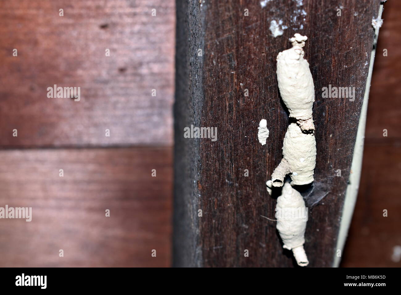 Schlamm Wespennest. Stockfoto