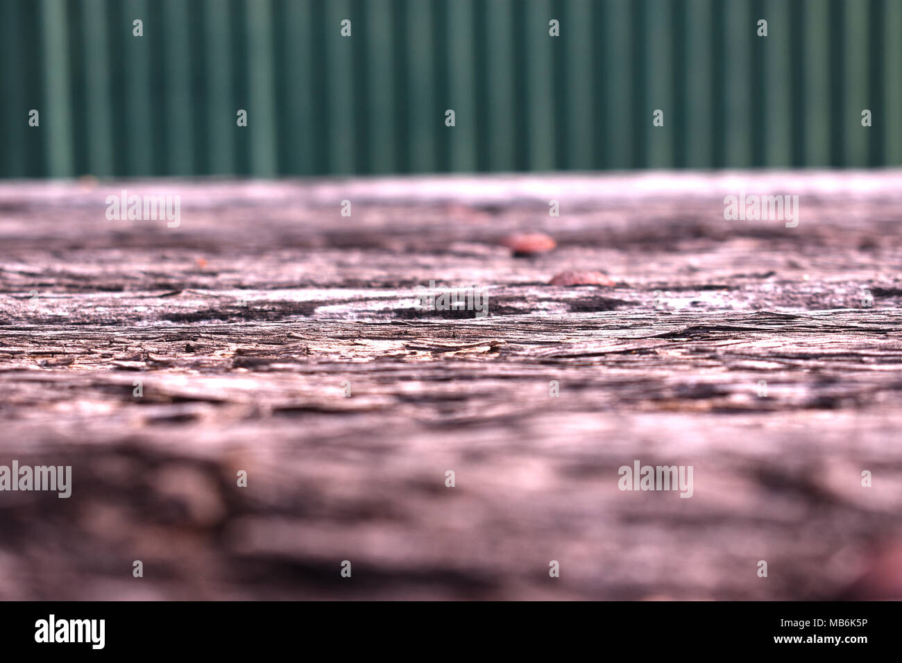 Holz geringer Sicht verrotten. Stockfoto