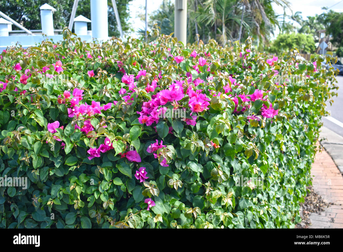 Hedge mit lila Blüten. Stockfoto