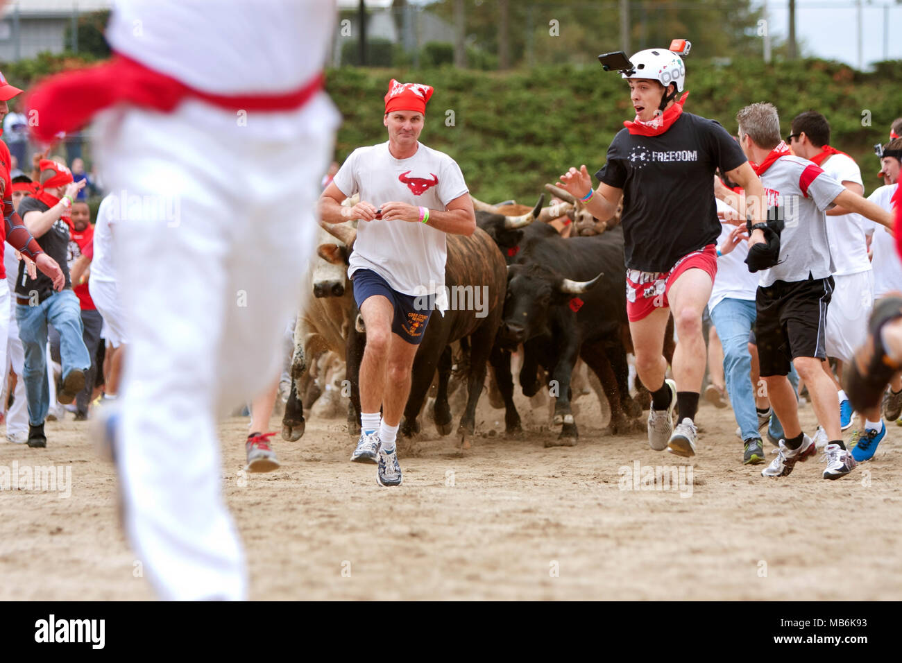 Mehrere Männer laufen gerade vor stampeding Stiere in der Großen Bull Run an der Georgia International Horse Park am 19. Oktober 2013 in Atlanta, GA. Stockfoto