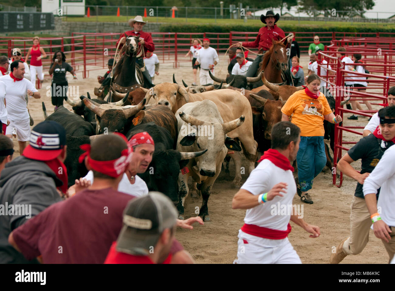 Einige Leute laufen mit den Bullen am Great Bull Run an der Georgia International Horse Park am 19. Oktober 2013 in Atlanta, GA. Stockfoto