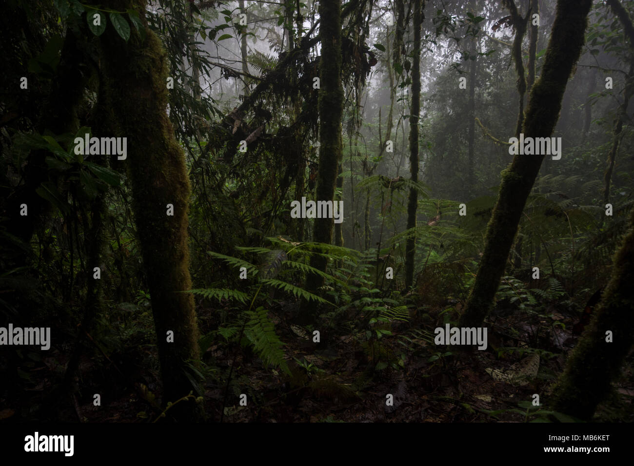 Einen tropischen Nebelwald in Buenaventura finden, Ecuador. Dieses Ökosystem ist mit Abholzung bedroht und ist Lebensraum für viele seltene Arten. Stockfoto