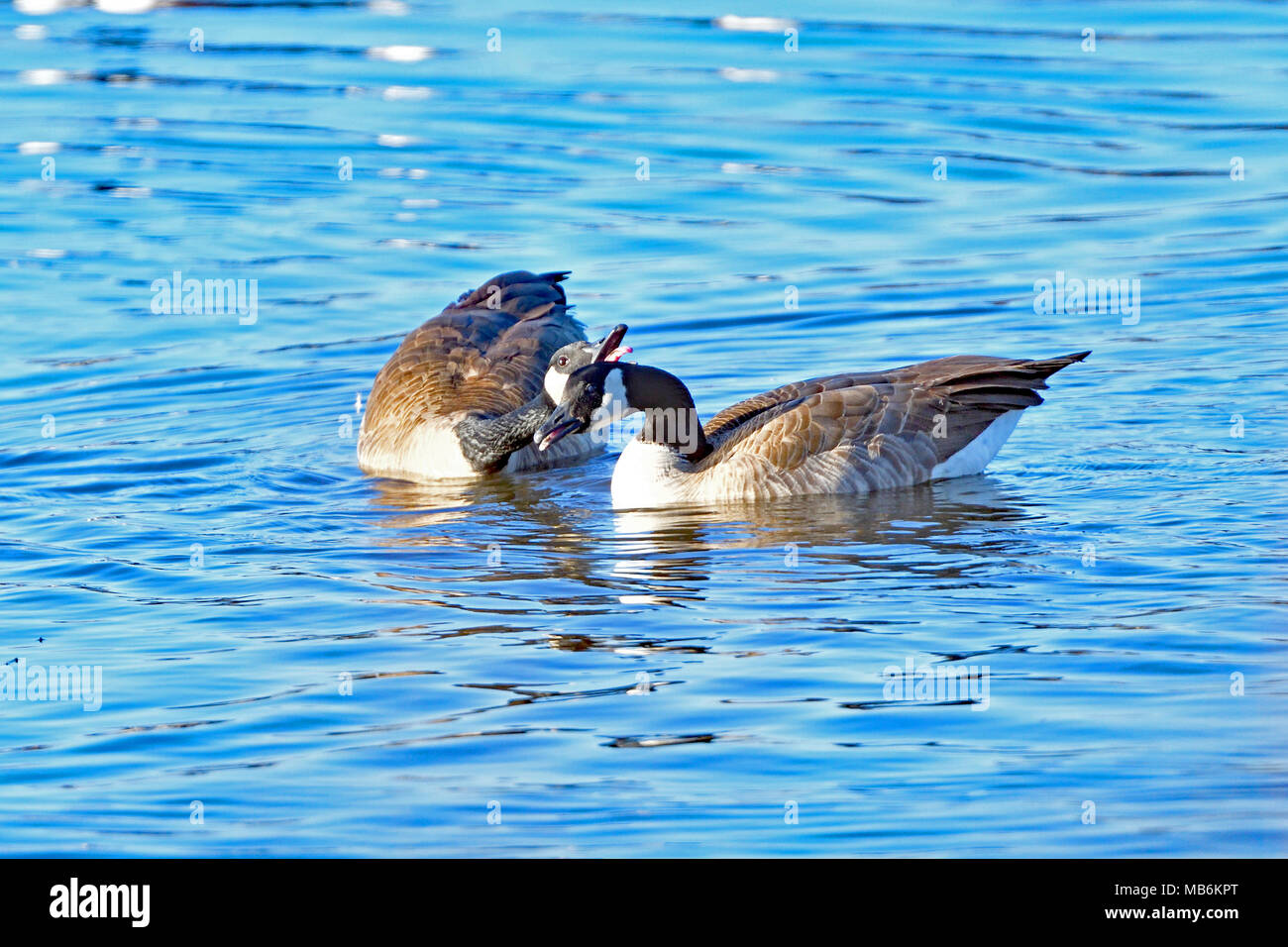 Kanadagänse - Vögel der San Francisco South Bay Stockfoto