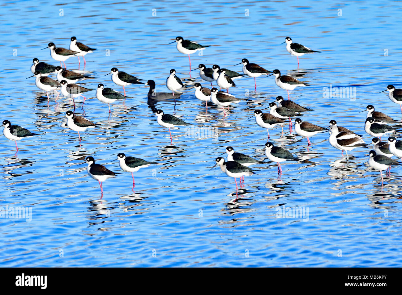 Schwarzhalsstelze - Vögel aus der San Francisco South Bay Stockfoto