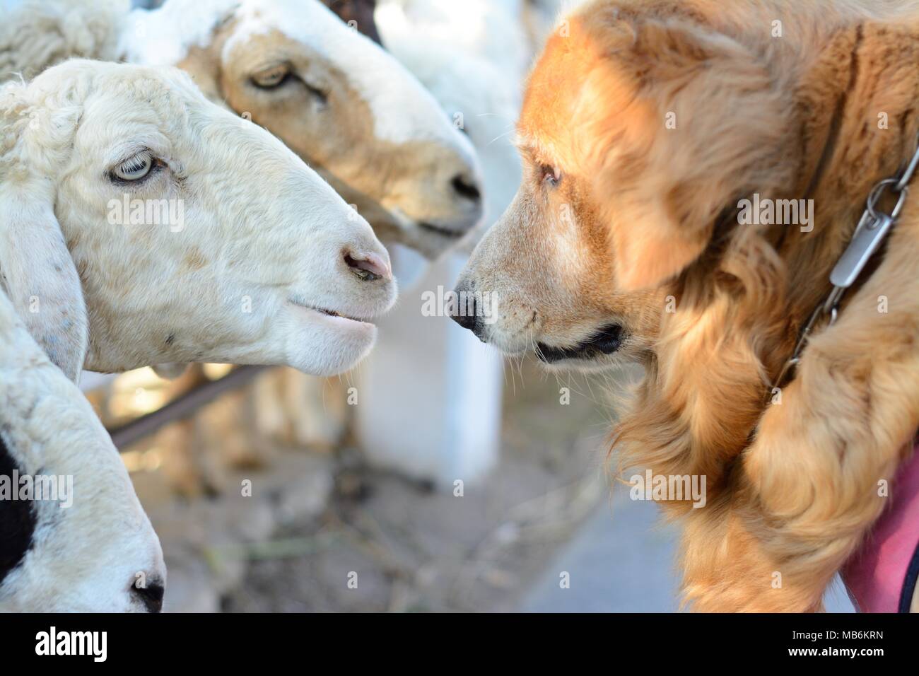 Thai native Schafe Treffen der Golden Retriever Hund Stockfoto