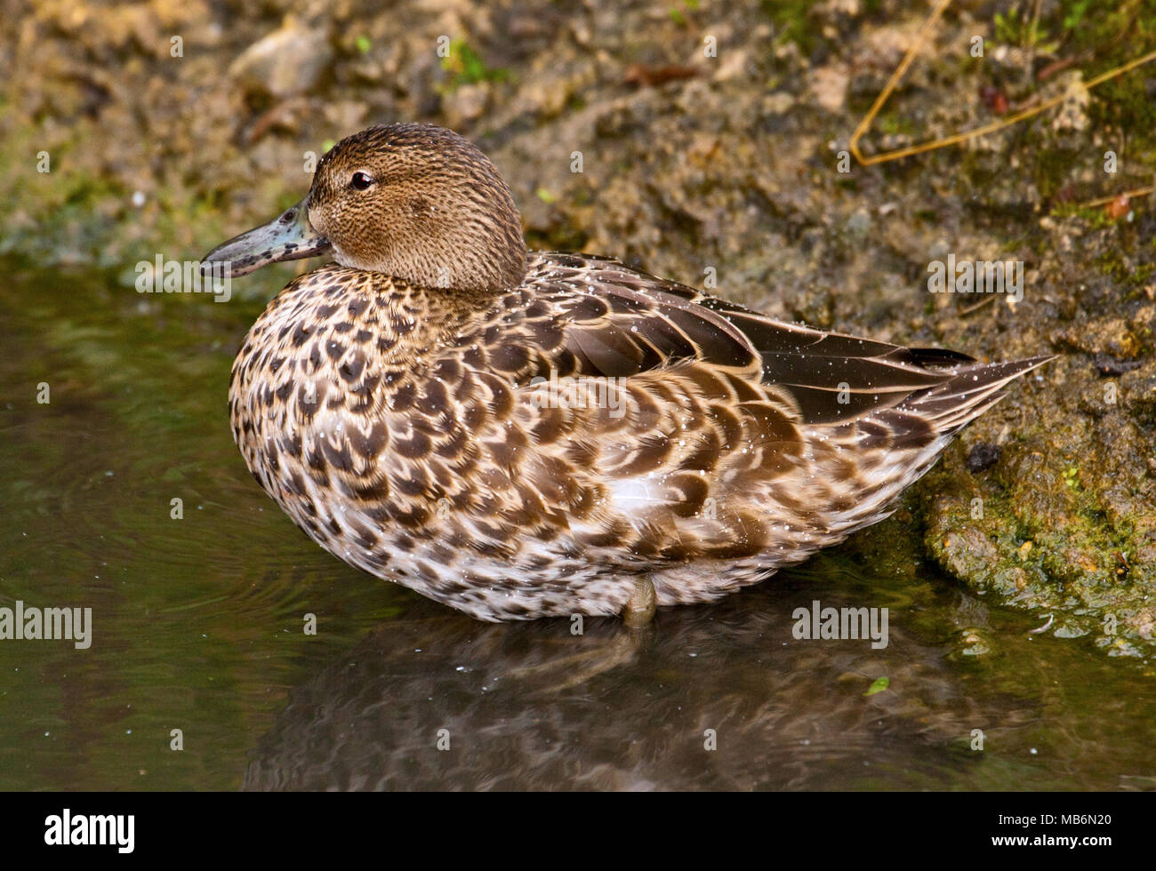 Northern cyanoptera Cinnamon Teal (Spachtel) Weiblich, Großbritannien Stockfoto