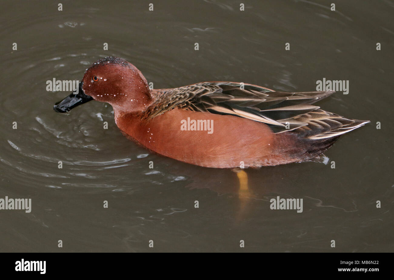 Northern cyanoptera Cinnamon Teal (Spachtel), Großbritannien Stockfoto