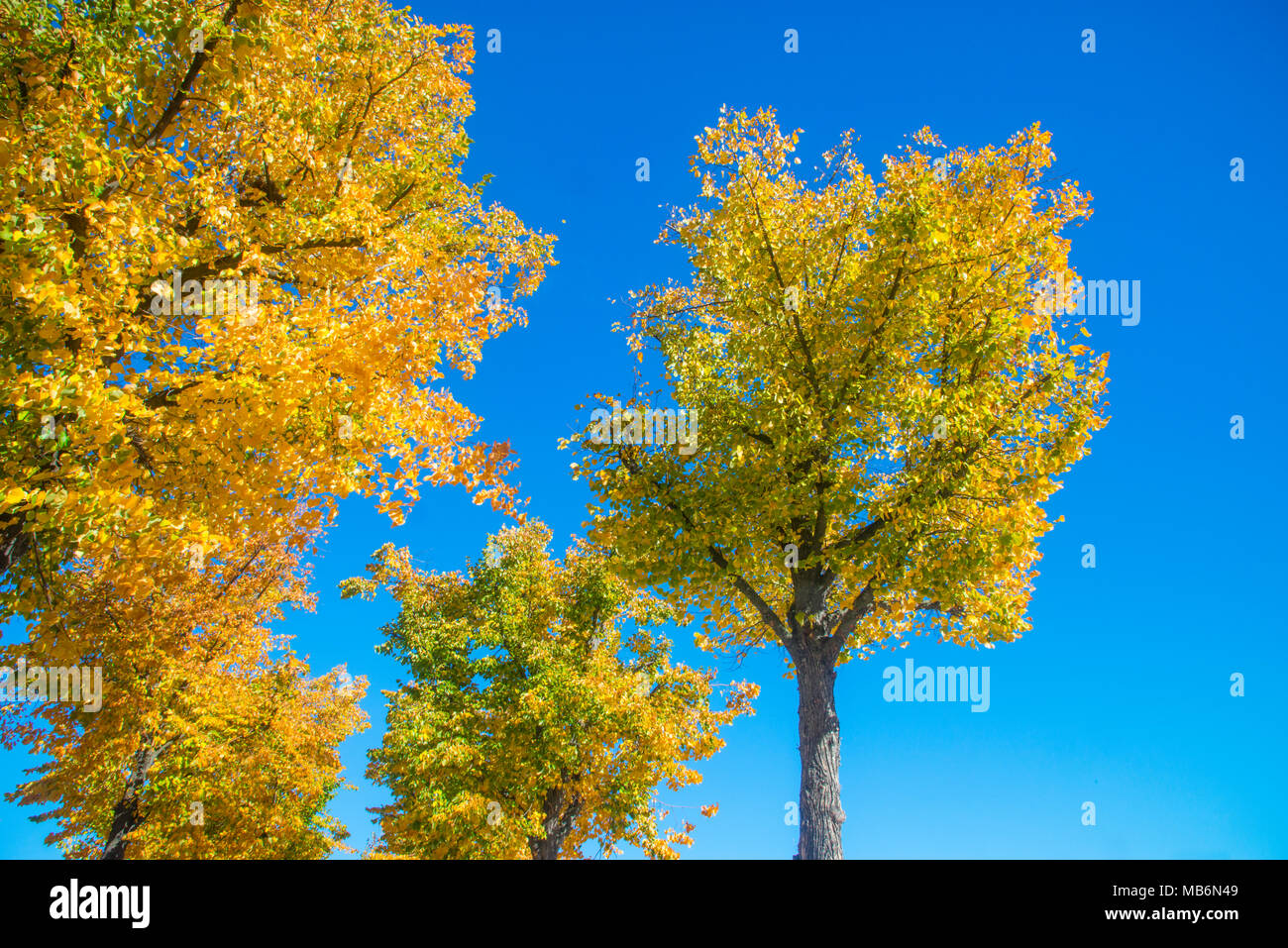 Laubbäume im Herbst. Stockfoto