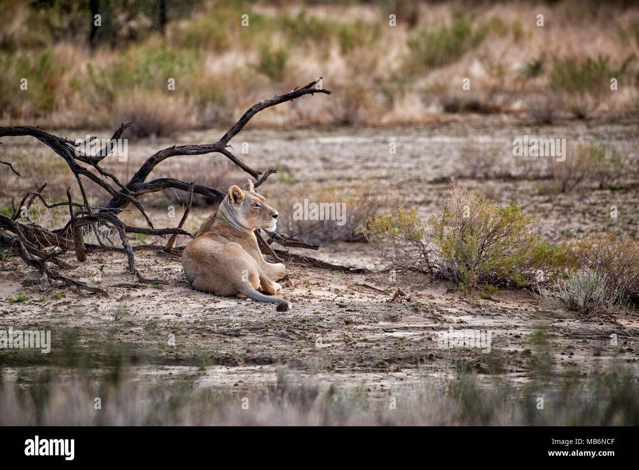 Löwin, Panthera leo, beobachten die, Kgalagadi Transfrontier Park, Südafrika, Afrika Stockfoto