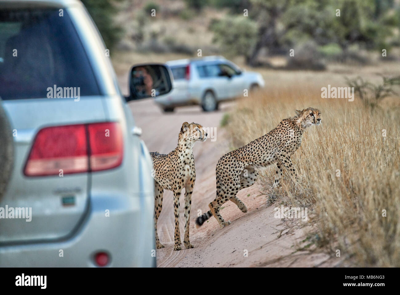 Cheetah mit älteren Cub auf der Pirsch, Acinonyx jubatus, Kgalagadi Transfrontier Park, Südafrika, Afrika Stockfoto