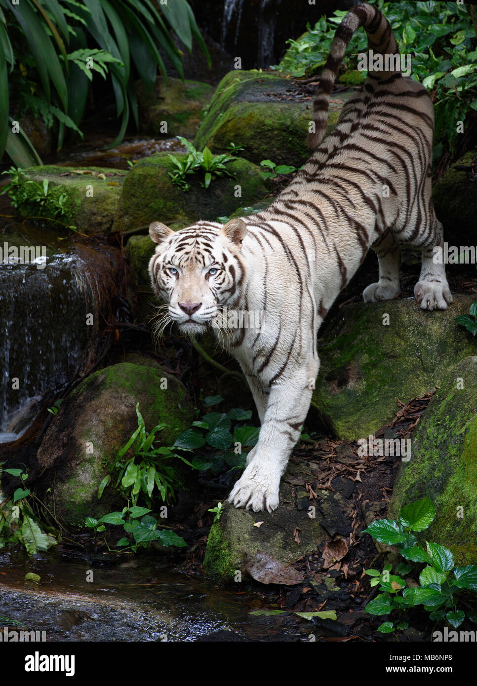 Tiger im Dschungel. White Bengal Tiger steht auf einem Fluss mit Wald als Hintergrund Stockfoto