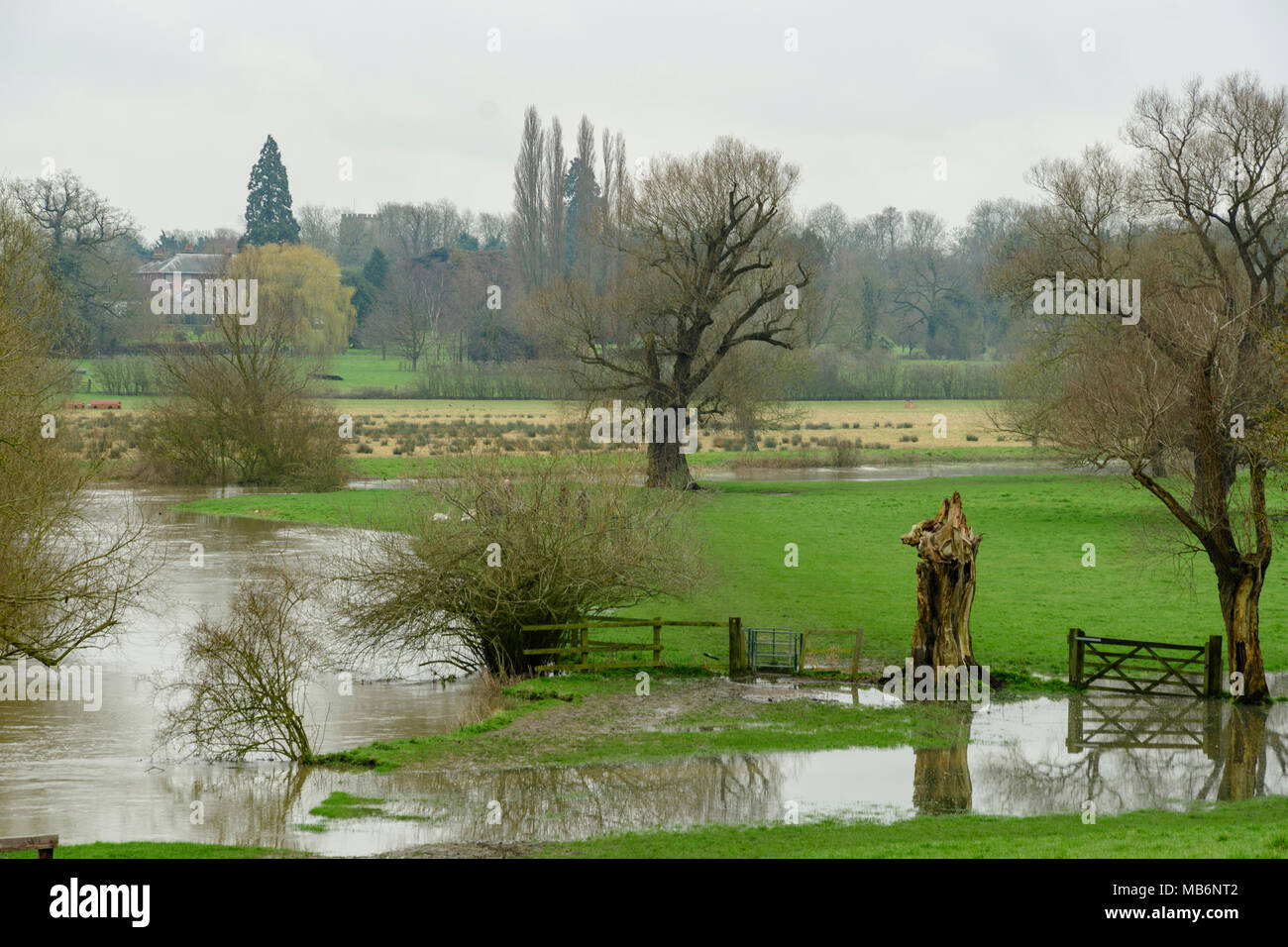 Die überfluteten Fluss Cam in der Nähe von grantchester mit hoher Wasserstand Stockfoto