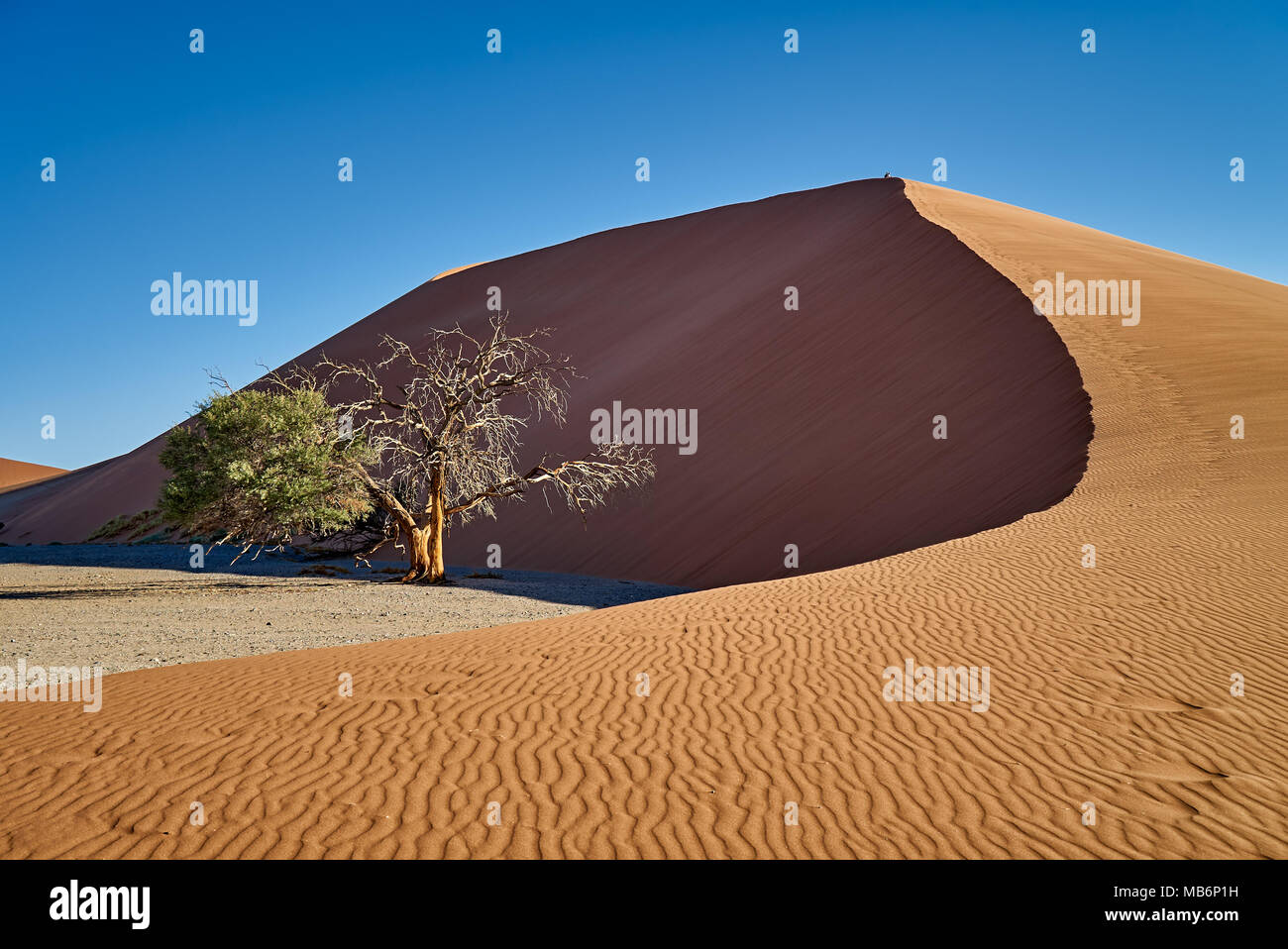 Baum mit Düne 45, Wüstenlandschaft des Namib Stockfoto