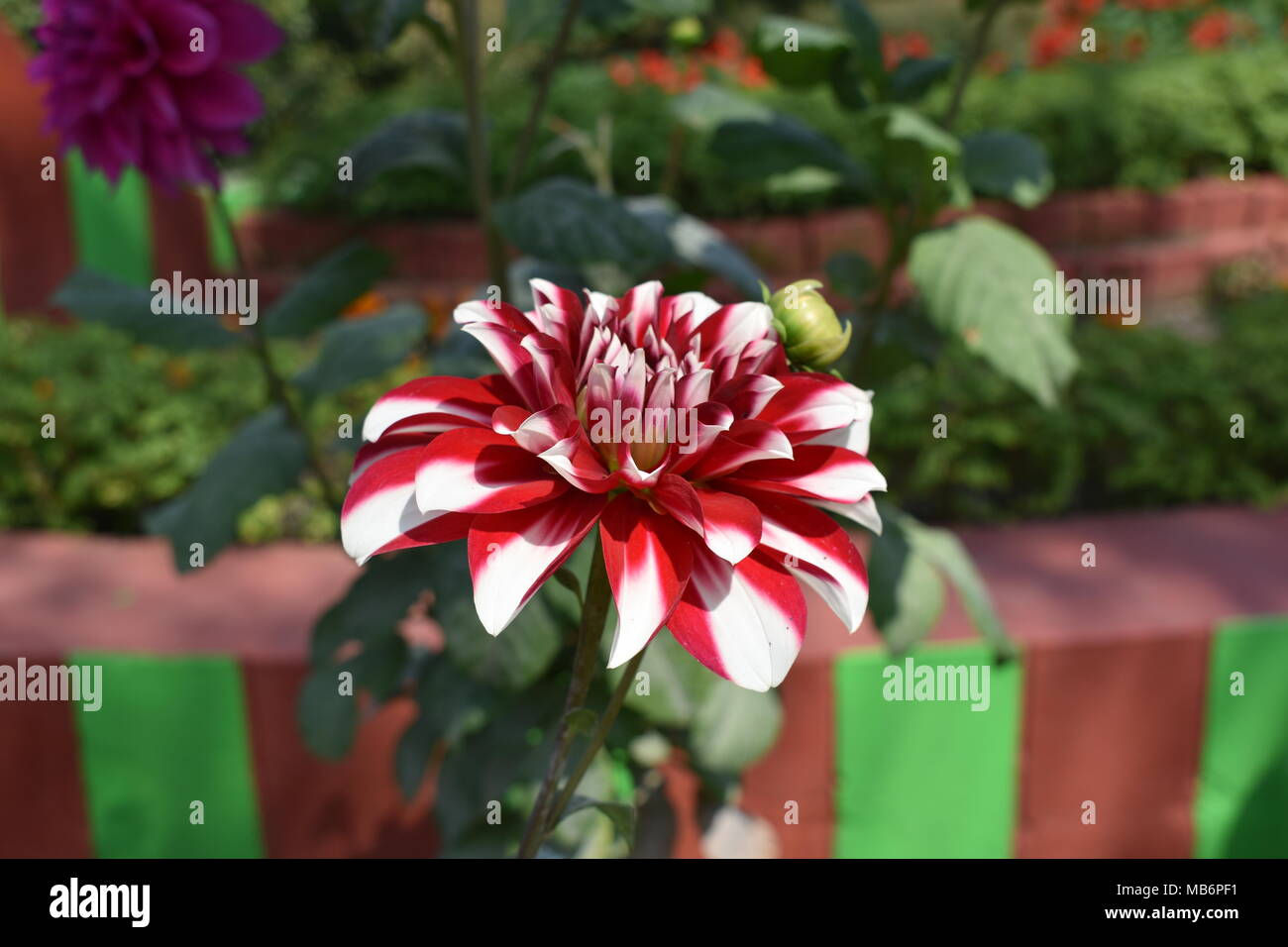 Loveing Blume Stockfoto