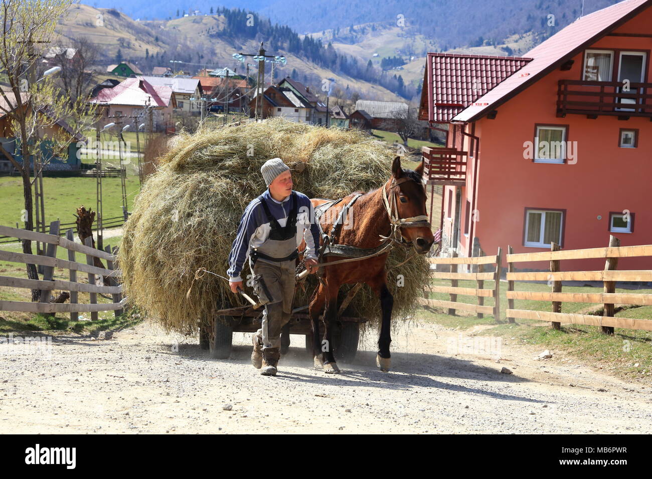 Pferdewagen mit Heu in der Matura, Karpaten, Rumänien gezogen Stockfoto