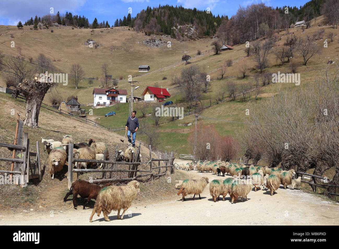 Karpaten Hirte in Magura, Rumänien Stockfoto