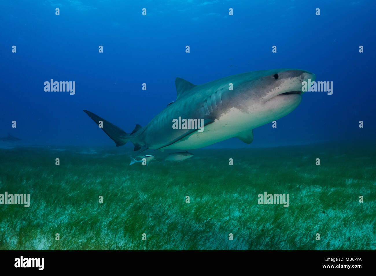 Tiger Shark Emma um Bahamas in Tiger Beach Stockfoto