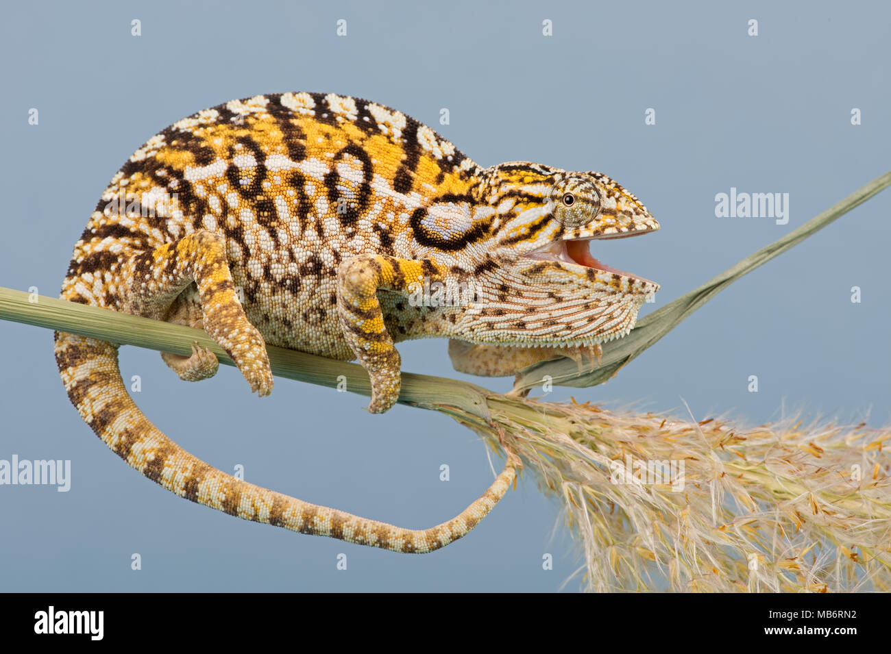 Teppich Chameleon (Furcifer lateralis) Stockfoto